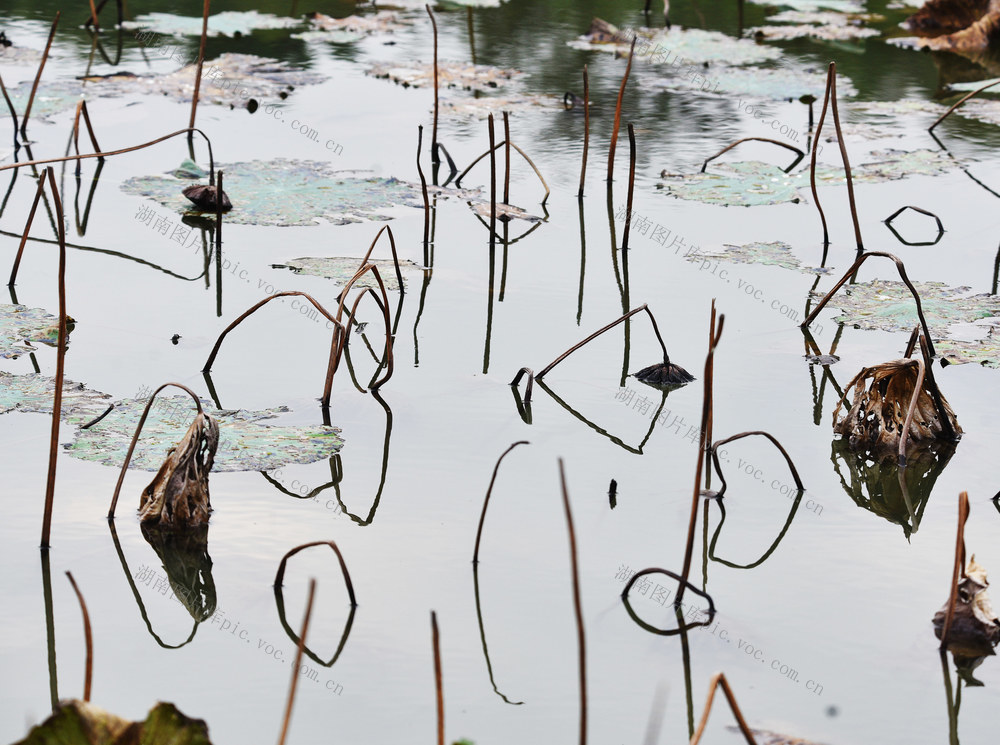 嘉禾：残荷别样美