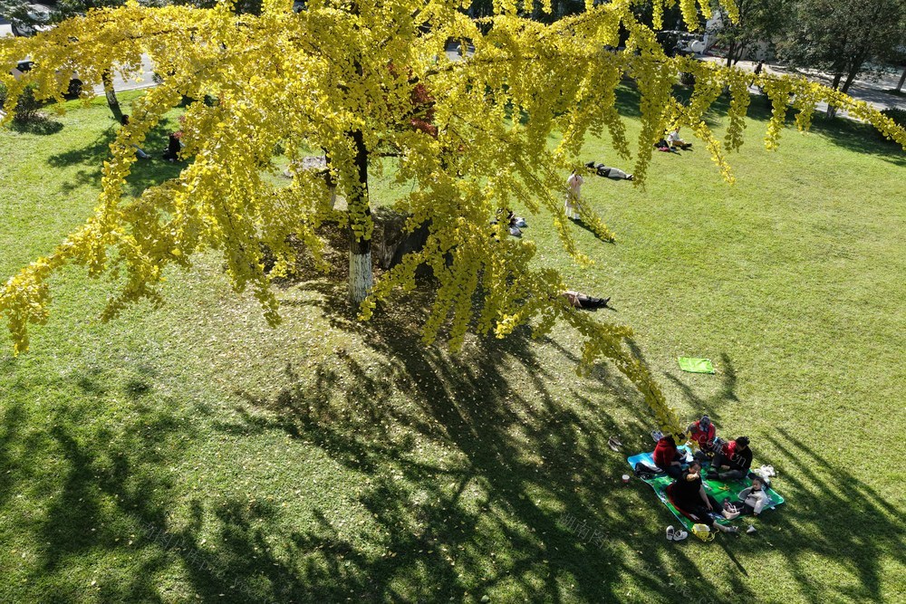 土家族 湘西  吉首 苗族  大学  银杏  黄金甲  美丽  金灿灿  赏杏  休闲  