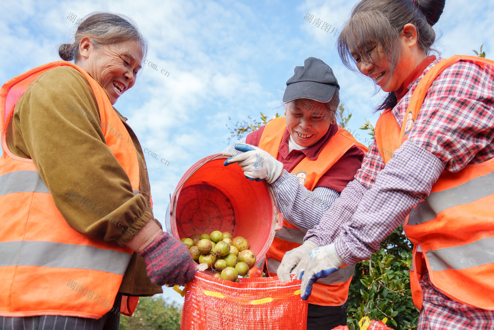林业经济 油茶产业 乡村振兴