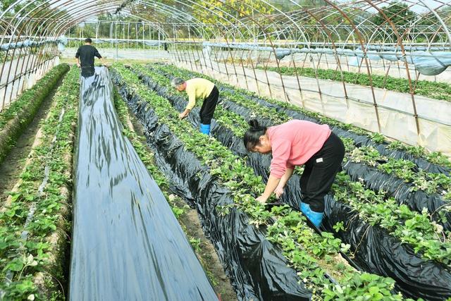   秋冬田间管理忙