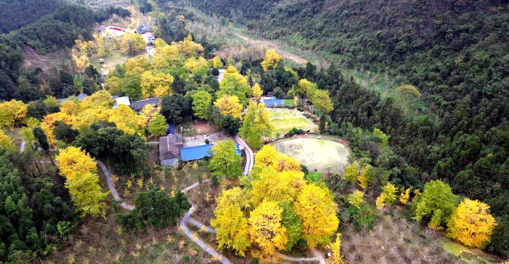 满城尽带黄金甲