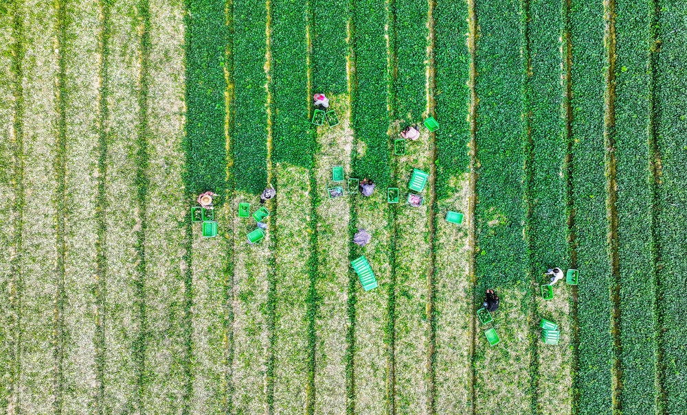 蔬菜  富硒   采收  增收