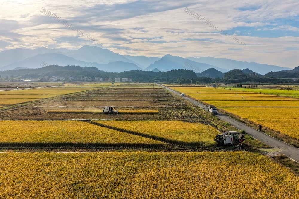 湖南道县：高标准农田机收忙