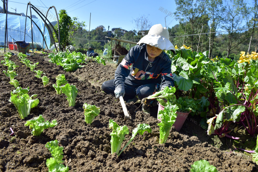 初冬 农事 农民 播种 管护