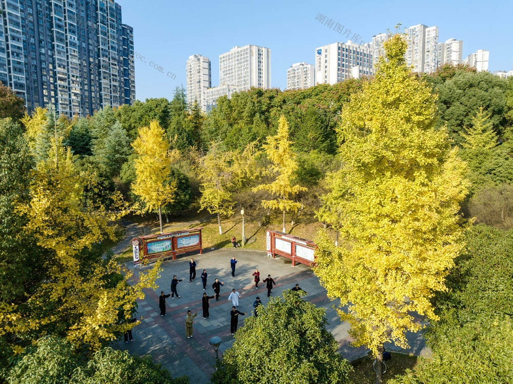 银杏 初冬 金黄