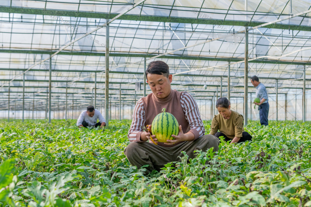 水稻育秧大棚  二次利用