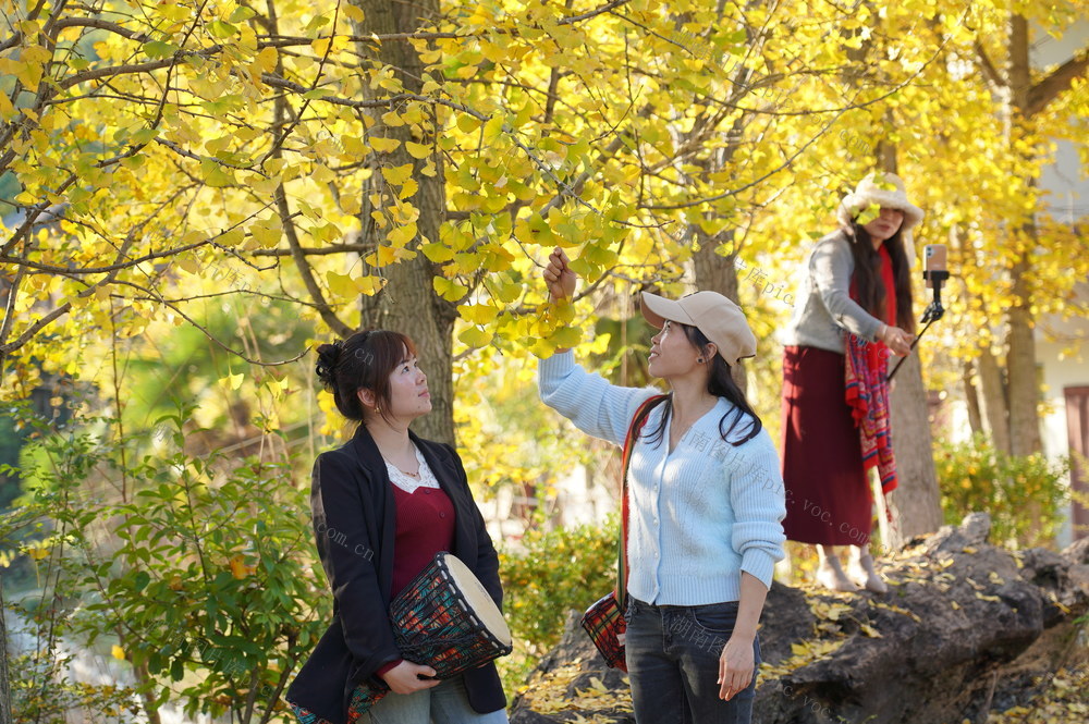 银杏山庄迎客来（图）

11月14日，湖南省隆回县南岳庙镇武邵村银杏山庄迎来游客。银杏山庄，以银杏为名，栽种有银杏树、法国梧桐、桂花树、桎木树等各种名贵树木，可谓是银杏树“大庄园”。每到秋冬季节，山路边近千株银杏树陆续由青染黄，仿佛满山尽带黄金甲。