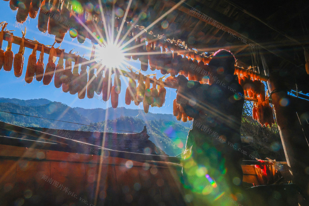 玉米 晾晒 丰收 晒玉米 产业