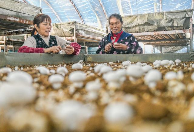 湖南道县：小蘑菇 大产业