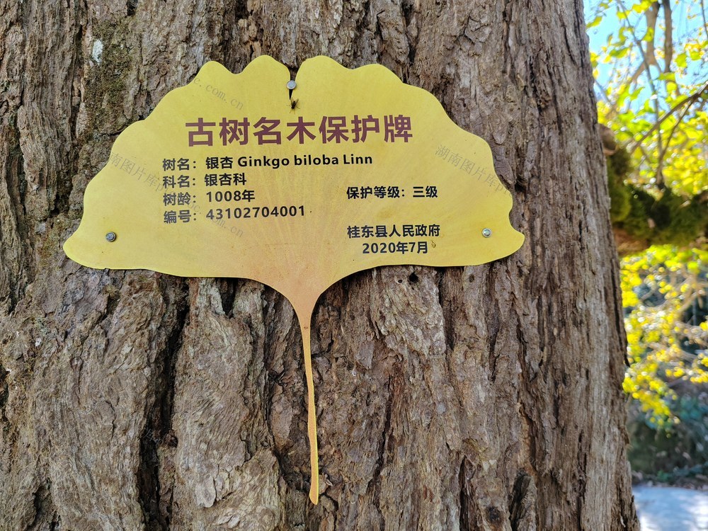 湖南桂东 千年 古杏 金纱 乡村 客来