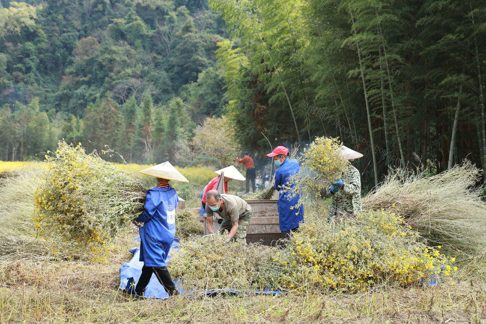 菊花 药材 野菊花 丰收 产业