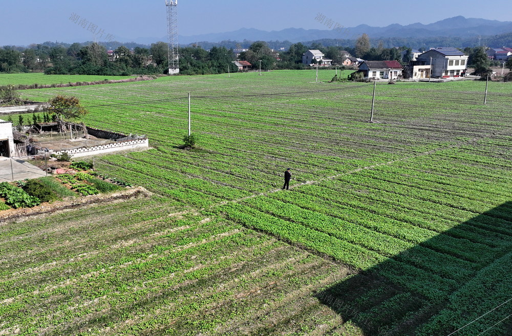 油菜口长势囗喜囗人
