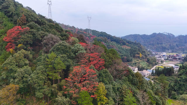冬天、秋景、山林、树林、乡村
