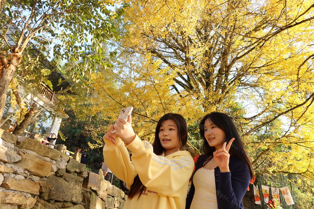 千年 银杏 景色 游客 城步
