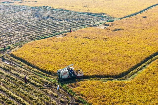 粮食生产  晚稻  丰收  农机