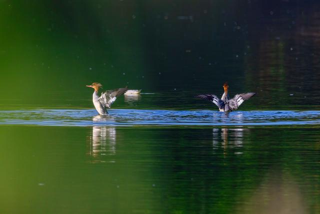 国保级野生动物