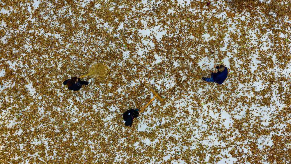 农村  农民  种植  油茶  怀化中方