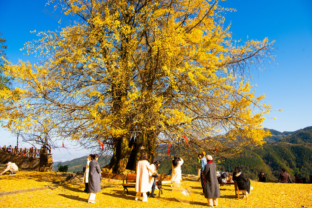 农村  树木  银杏  怀化  鹤城