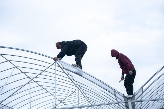 娄底 保温 大棚 寒潮  农业