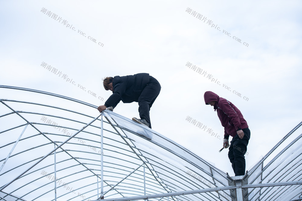 娄底 保温 大棚 寒潮  农业