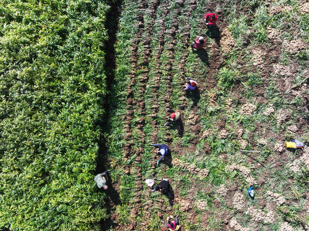 二十四节气  小雪  农业  特色种植  生姜  采挖