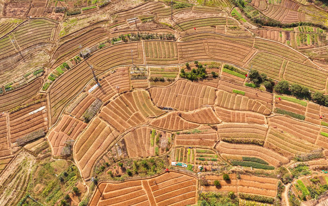 冬油菜 种植 农忙