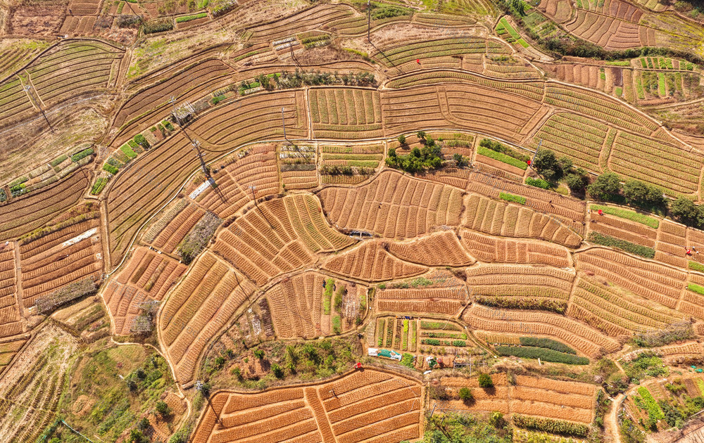 冬油菜 种植 农忙