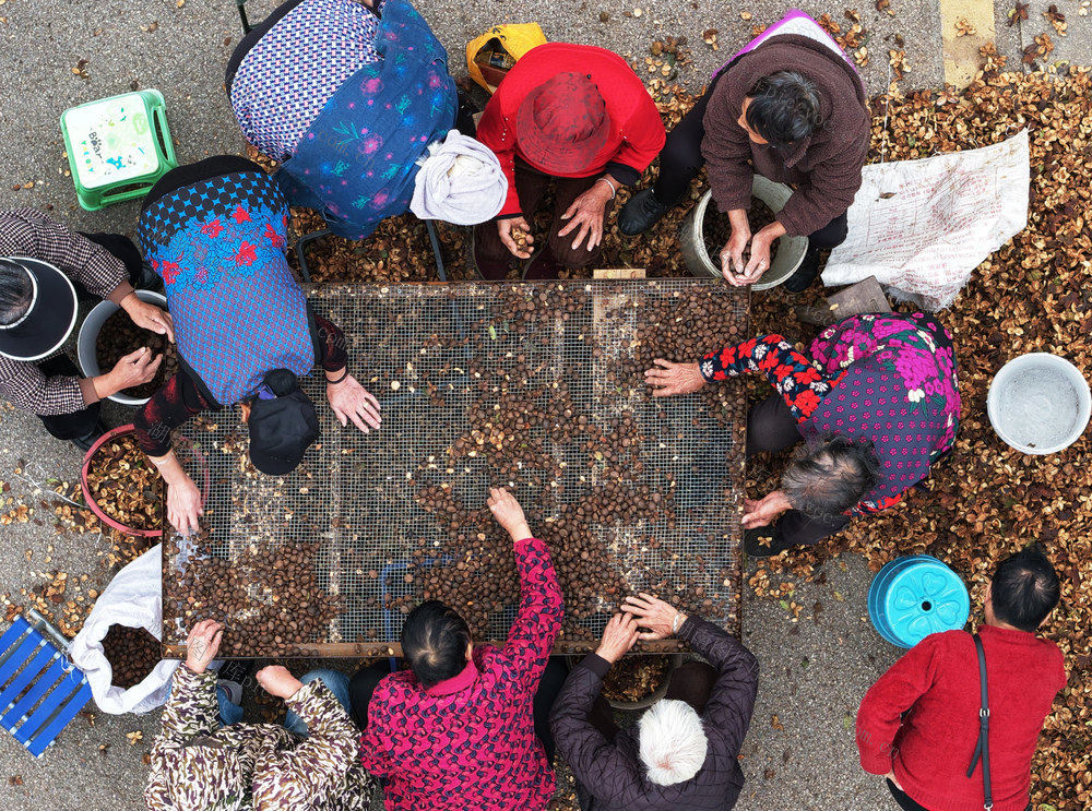 嘉禾：油茶产业助增收