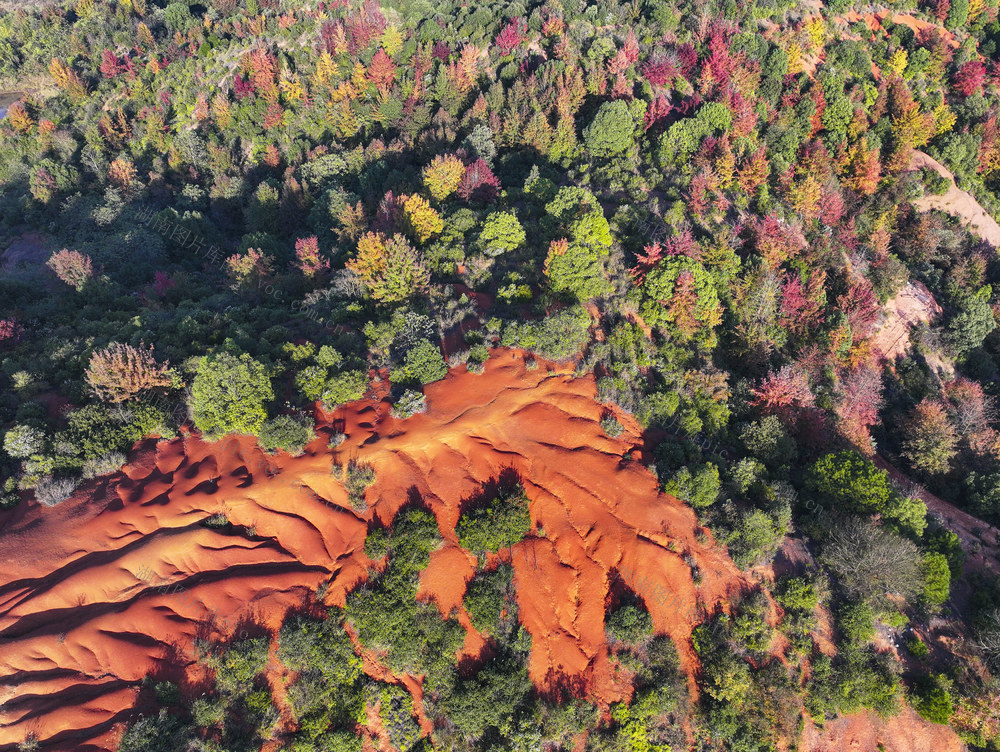 枫叶  初冬景色  冬景