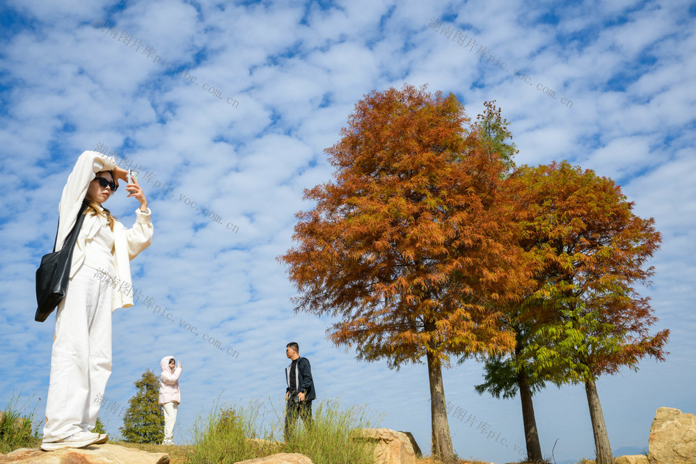 资兴市 东江湖 水杉 白廊 山水画卷