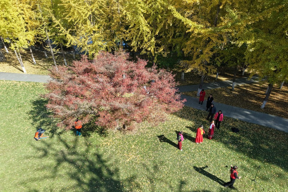 大学 银杏  红枫  美丽  异常 美景 入画 初冬