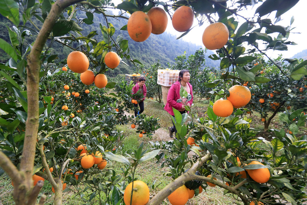 湖南，龙山，脐橙，成熟，采摘，市场
