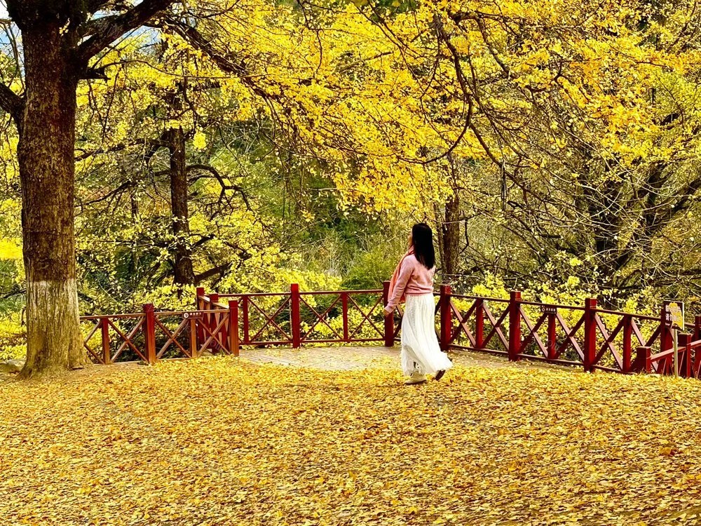 满城尽带黄金甲