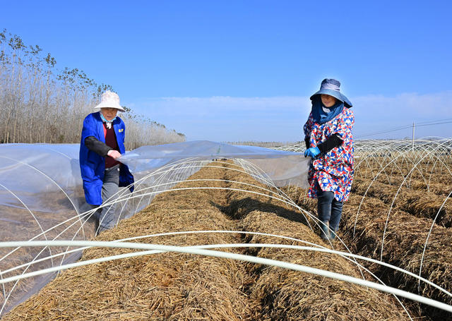 小雪节气  农业  冬闲田  稻草  蘑菇种植