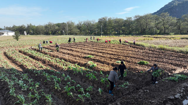 宁远 油菜 花海 增收 