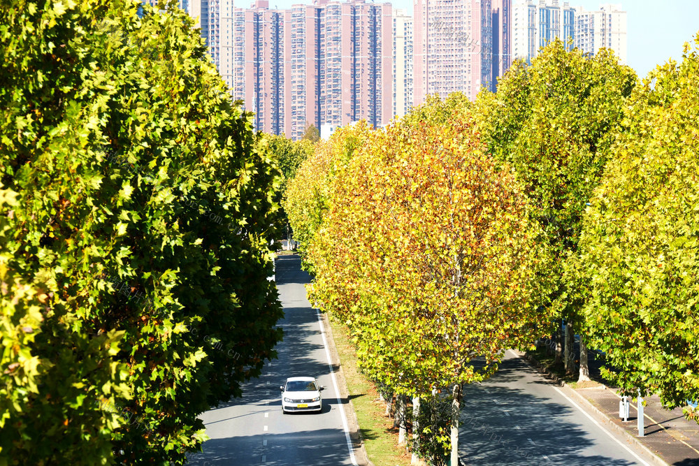 梧桐披金美如画