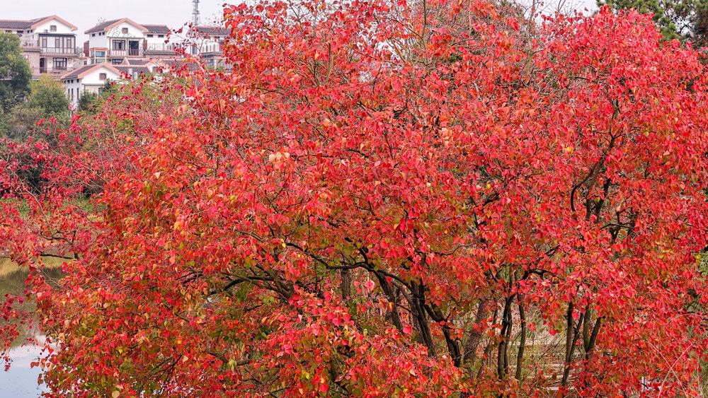乡村 民宿 美景