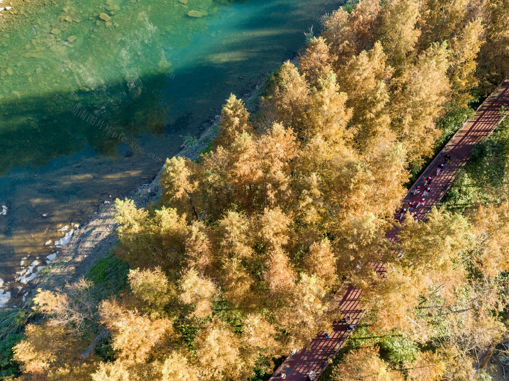 峒河国家湿地公园 水杉