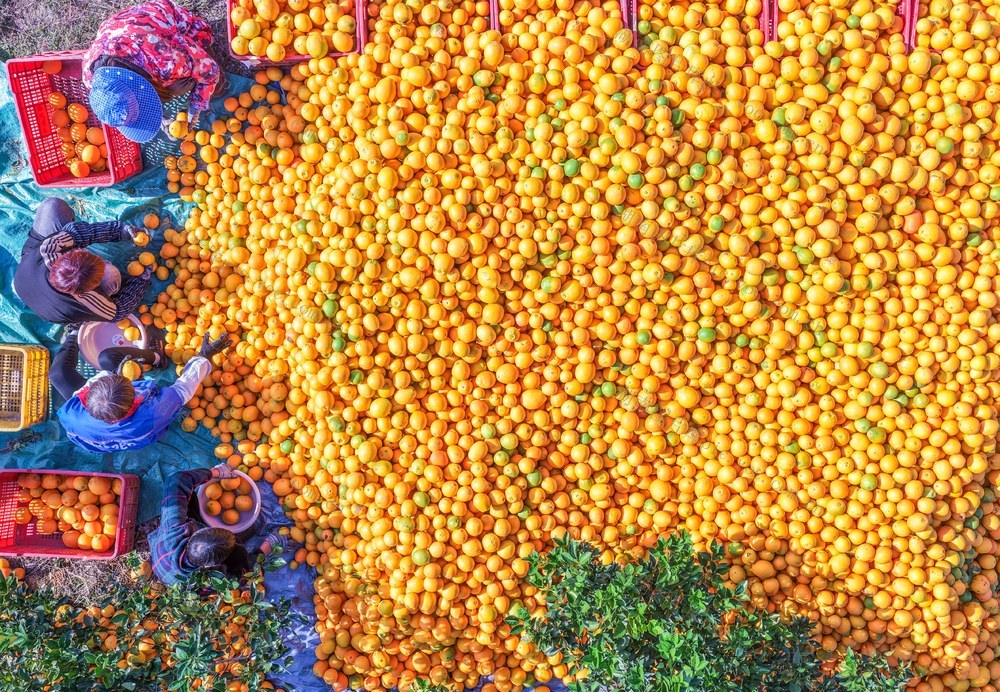 湖南道县：脐橙成熟采收忙