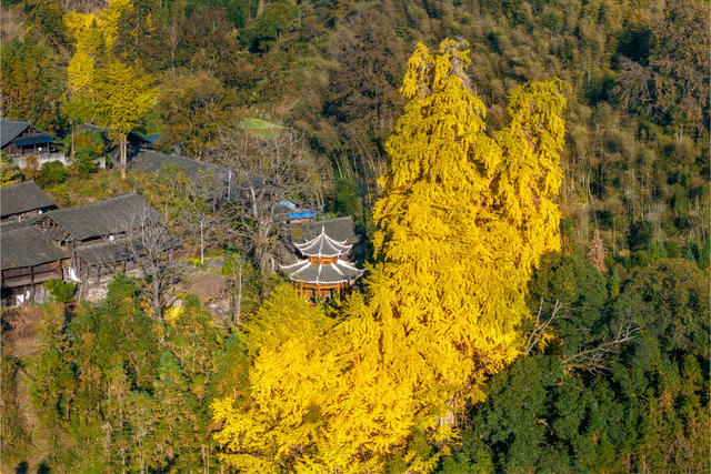 银杏树