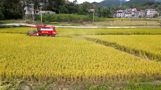 晚稻熟 收割忙