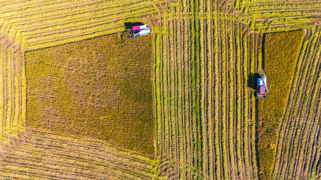 农业 粮食安全 晚稻丰收 小雪节气