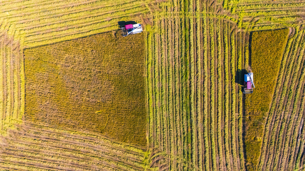 农业 粮食安全 晚稻丰收 小雪节气