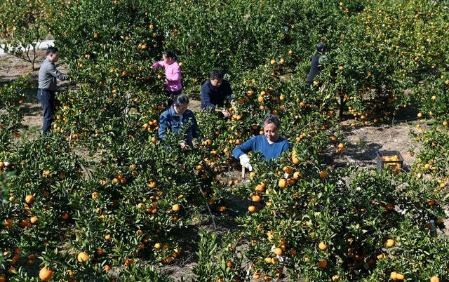 小雪，二十四节气，农事，农时，采收，田间地头，柑橘，橘园，农业，农作物，忙碌，农民，生产，采摘