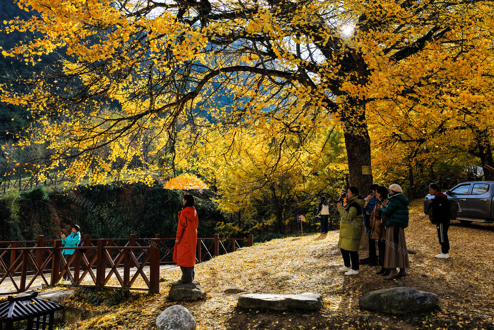 桐子坳的浪漫时光