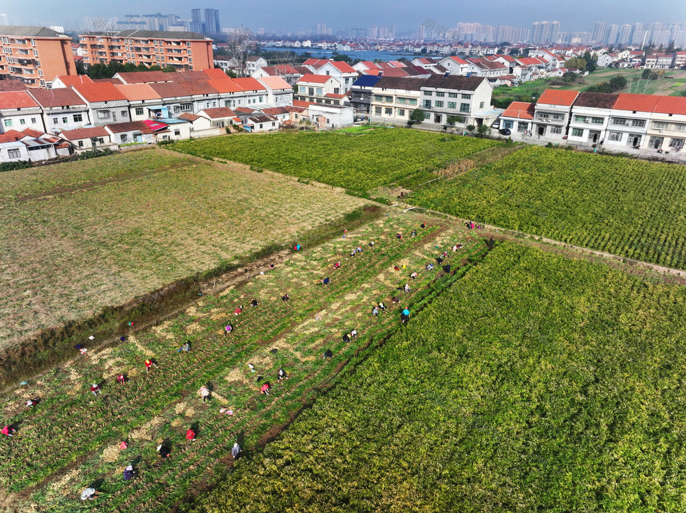经济  农业  种植  生姜  采收