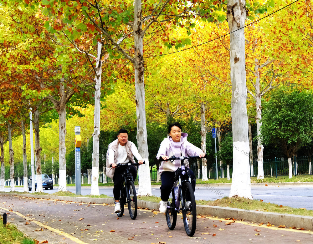 梧桐披金冬景美