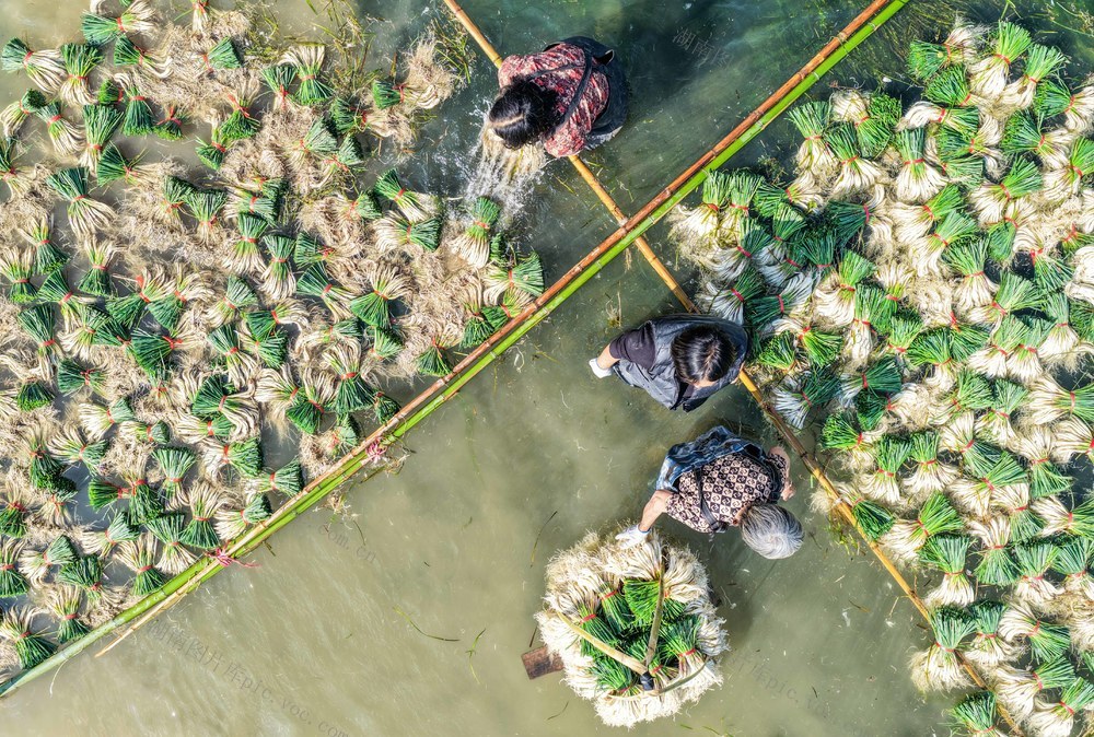 2025年11月22日，湖南省永州市道县营江街道车边社区，农民在清洗藠头。蒋克青摄