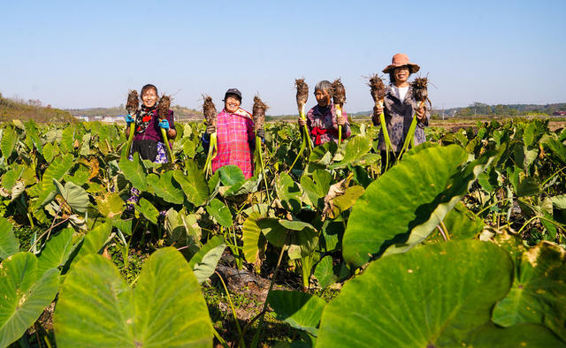 香芋  丰收  种植  基地  产业  