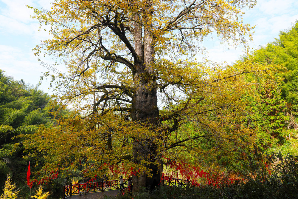 银杏王  金黄  游客  旅游  小雪节气
